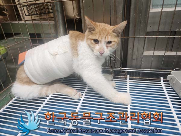 한국동물구조관리협회_411306202400796